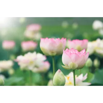 Best Lotus Plant